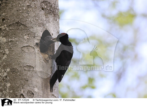 Black woodpecker cares for young / FF-12026