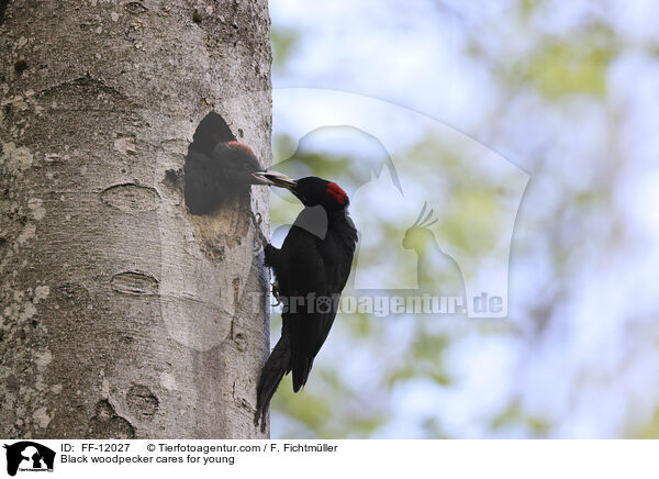 Black woodpecker cares for young / FF-12027
