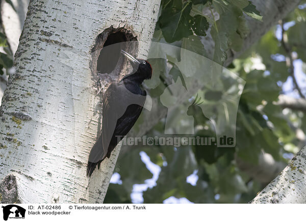 Schwarzspecht / black woodpecker / AT-02486