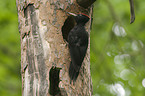 black woodpecker