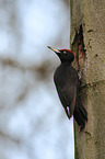 black woodpecker