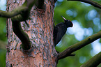 sitting Black Woodpecker
