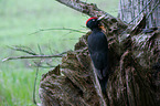 sitting Black Woodpecker