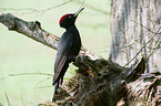 sitting Black Woodpecker