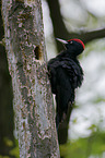 sitting Black Woodpecker