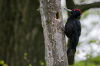 sitting Black Woodpecker