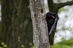 sitting Black Woodpecker