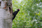 sitting Black Woodpecker