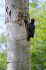 sitting Black Woodpecker