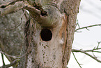 hole of a black woodpecker