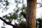 black woodpecker