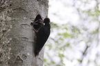 Black woodpecker cares for young