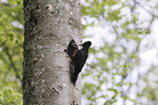 Black woodpecker cares for young