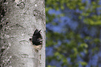 young Black woodpecker