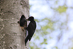 Black woodpecker cares for young