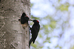 Black woodpecker cares for young