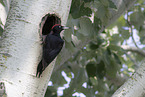 black woodpecker