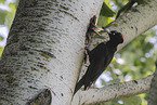 black woodpeckers
