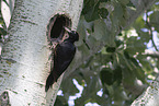 black woodpecker