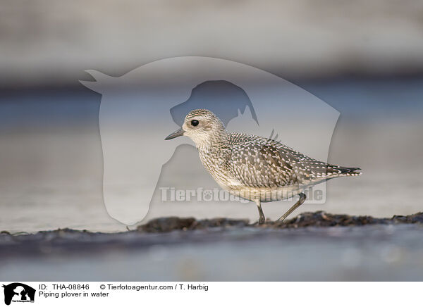 Piping plover in water / THA-08846