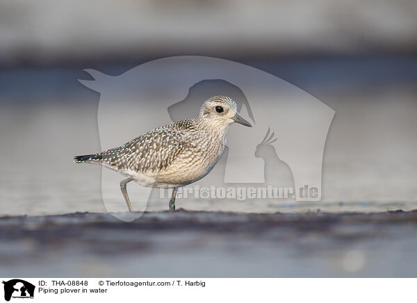 Kiebitzregenpfeifer im Wasser / Piping plover in water / THA-08848
