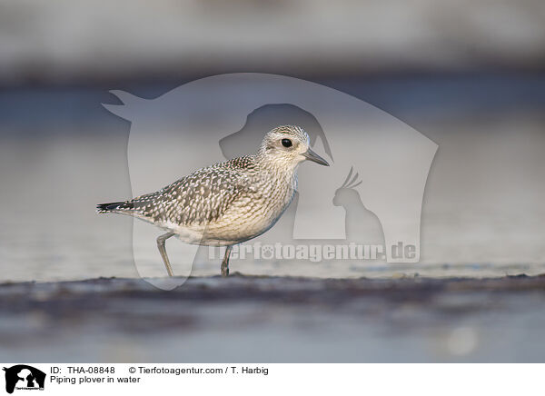 Piping plover in water / THA-08848