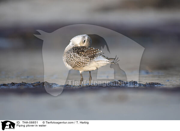 Kiebitzregenpfeifer im Wasser / Piping plover in water / THA-08851