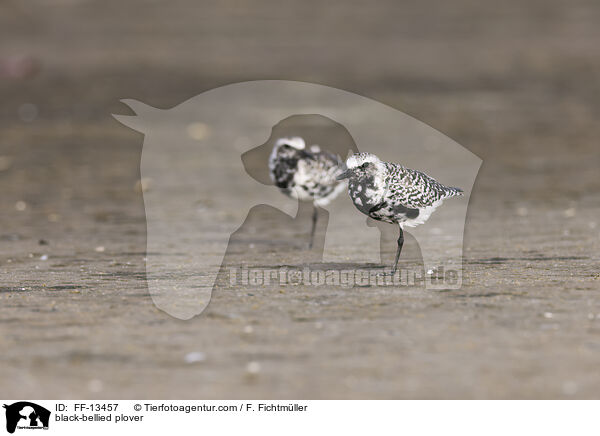 black-bellied plover / FF-13457