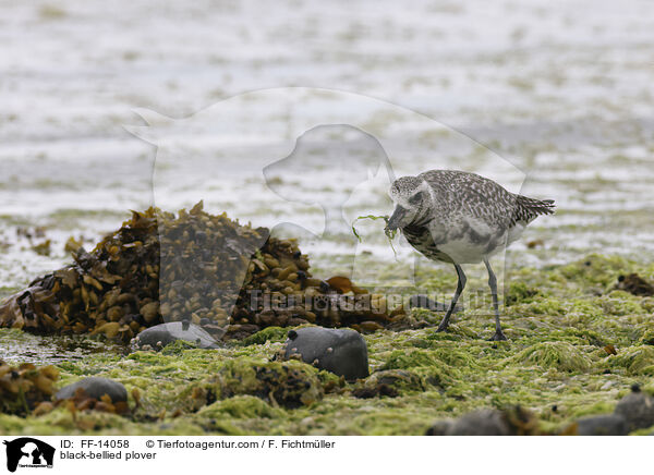 black-bellied plover / FF-14058