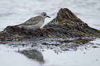 black-bellied plover