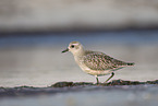 Piping plover in water