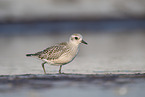 Piping plover in water