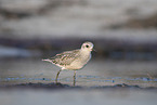 Piping plover in water
