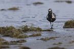 black-bellied plover