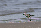 black-bellied plover