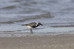 black-bellied plover