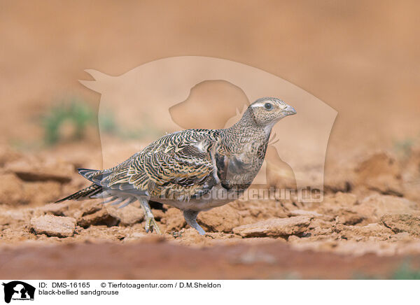 Sandflughuhn / black-bellied sandgrouse / DMS-16165