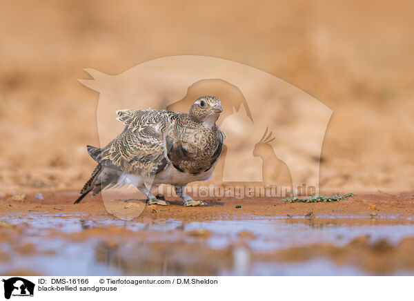 Sandflughuhn / black-bellied sandgrouse / DMS-16166