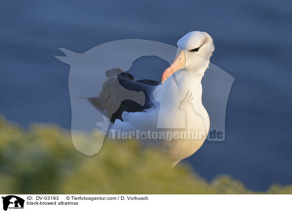 black-browed albatross / DV-03193