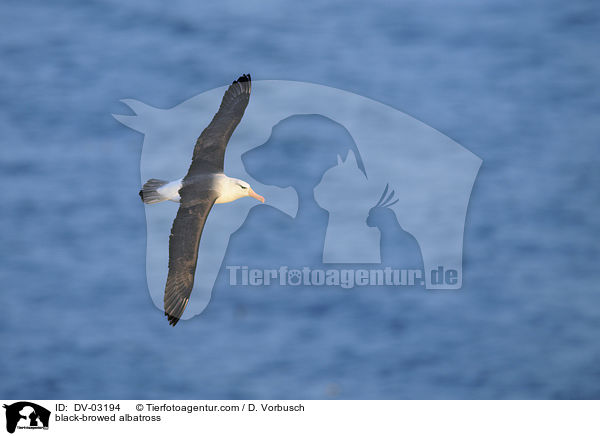 black-browed albatross / DV-03194