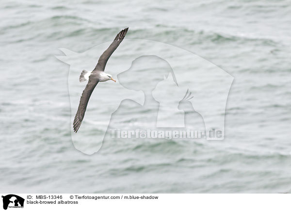 black-browed albatross / MBS-13346