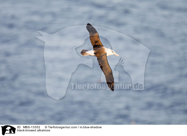 black-browed albatross / MBS-13352