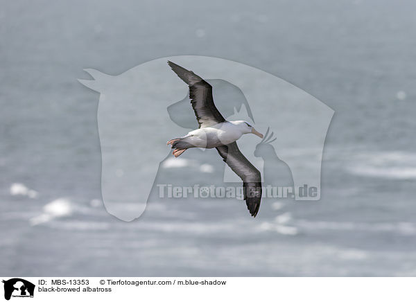 black-browed albatross / MBS-13353