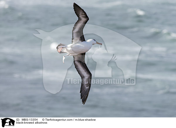 black-browed albatross / MBS-13354
