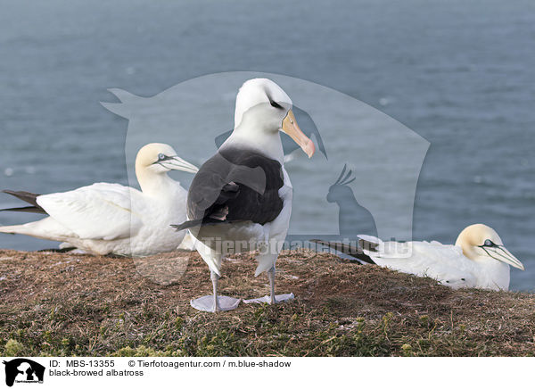 black-browed albatross / MBS-13355