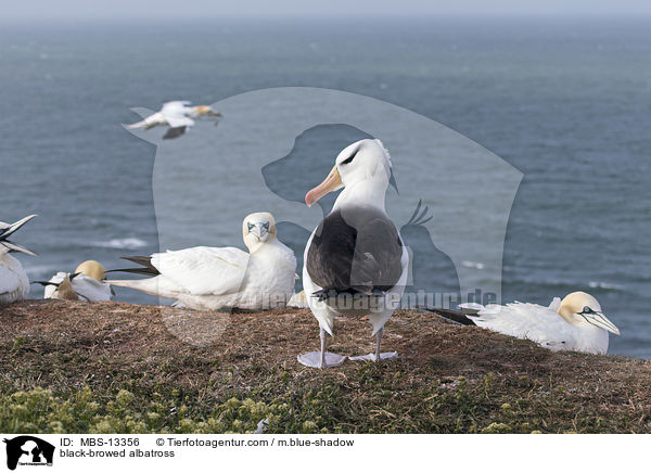 black-browed albatross / MBS-13356