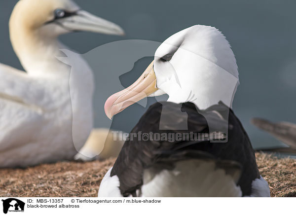 black-browed albatross / MBS-13357