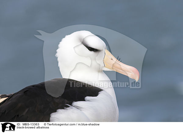 black-browed albatross / MBS-13363
