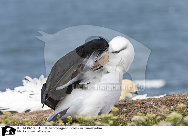 black-browed albatross / MBS-13364