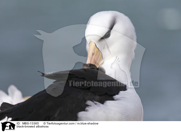 Schwarzbrauenalbatros / black-browed albatross / MBS-13365
